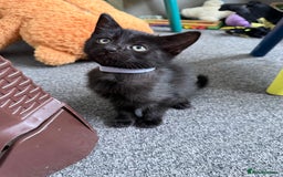 Mixed Breed cats for sale: 2 beautiful kittens looking for a loved homes - Image 5