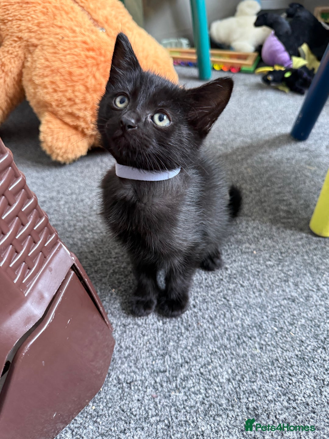 Mixed Breed cats for sale: 2 beautiful kittens looking for a loved homes - Image 5