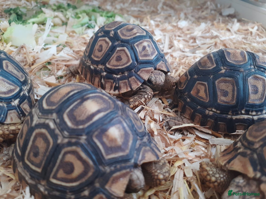 Tortoise reptiles for sale: Baby Leopard Tortioes  - Image 2