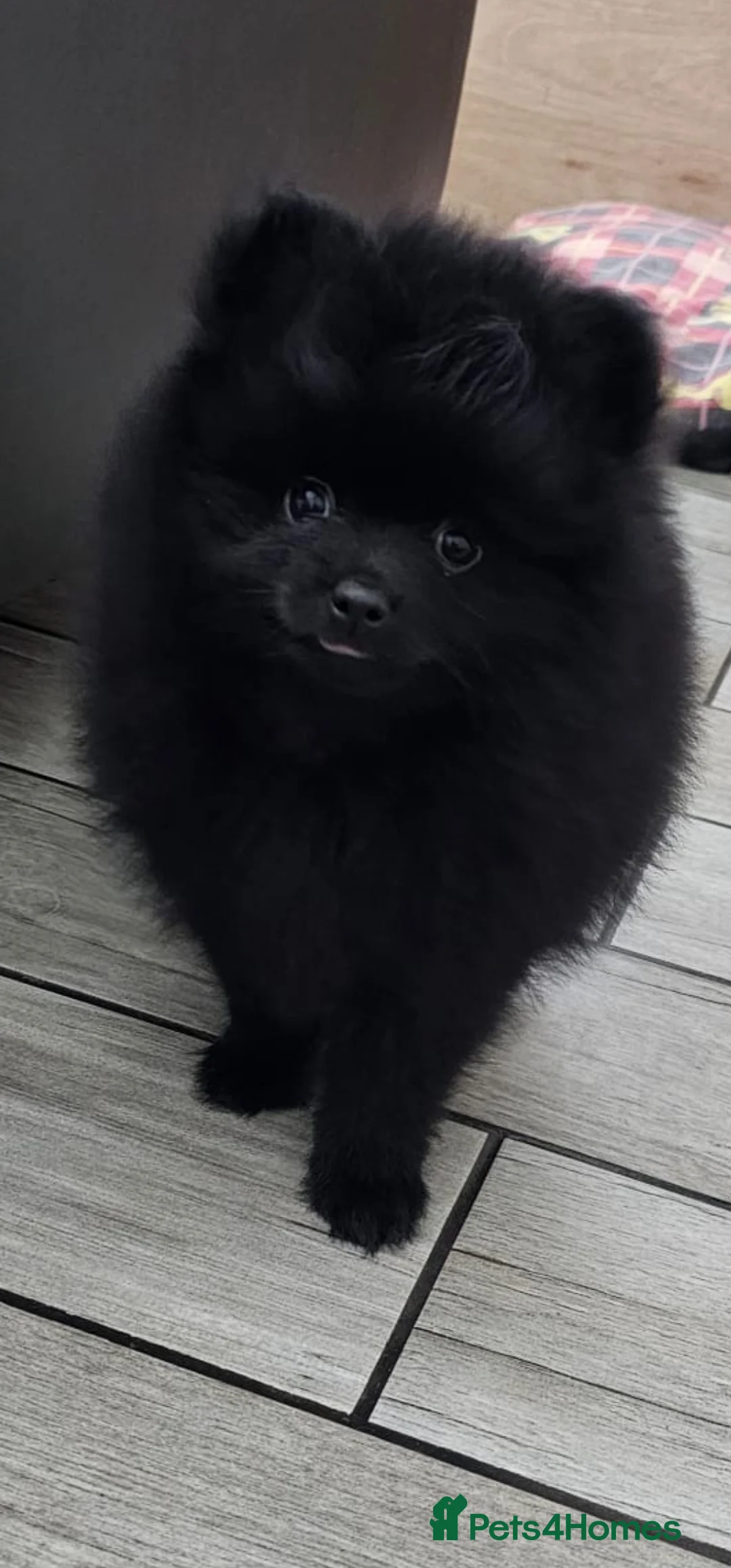 Pomeranian dogs for sale: 3 KC HANDSOME POMERANIAN BOYS - Advert 36