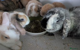 Mini Lop rabbits for sale: Beautiful mini lop babies ready for new homes - Image 2