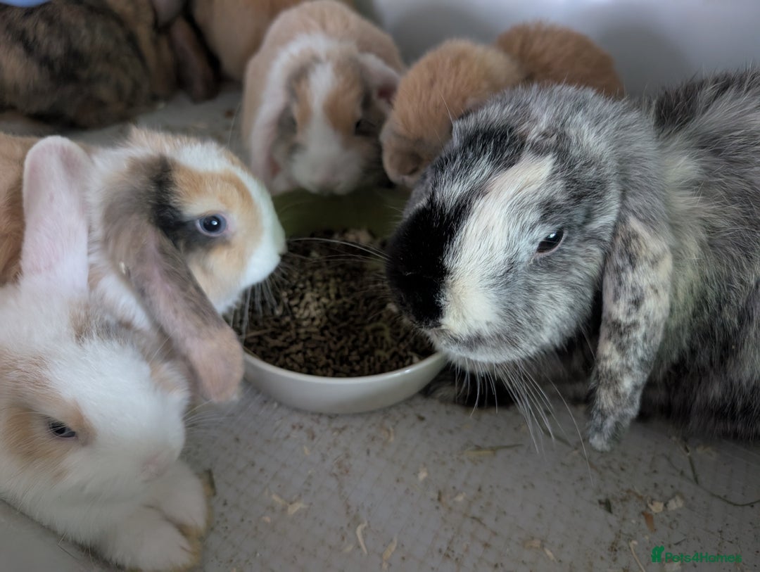 Mini Lop rabbits for sale: Beautiful mini lop babies ready for new homes - Image 2