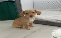 Mixed Breed dogs for sale: Cockapoochi Puppies - Cockapoo Chihuahua hydbrid - Image 5