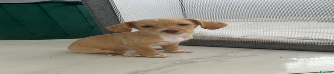 Mixed Breed Puppy 1