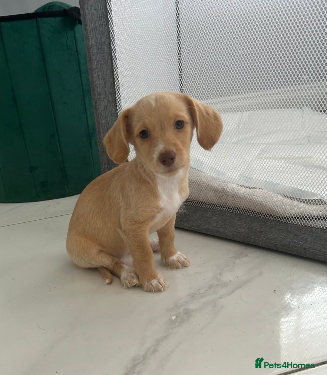 Mixed Breed dogs for sale: Cockapoochi Puppies - Cockapoo Chihuahua hydbrid - Image 5
