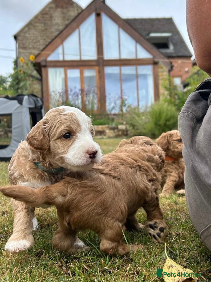 Mini Goldendoodle dogs Home reared miniature Goldendoodles - Advert 2