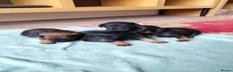 Border Terrier dogs for sale: Border terrier puppies  - Advert 3