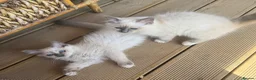Birman cats for sale: Strong healthy Birman babies available  in Peacehaven - Advert 11