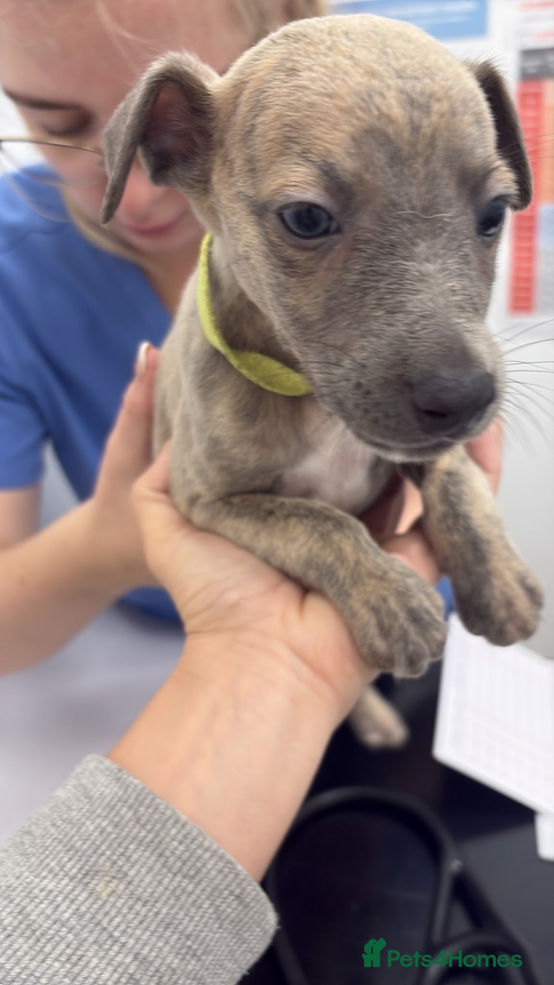 Whippet dogs **3 Boys left ** Exceptional litter of KC whippets - Advert 16