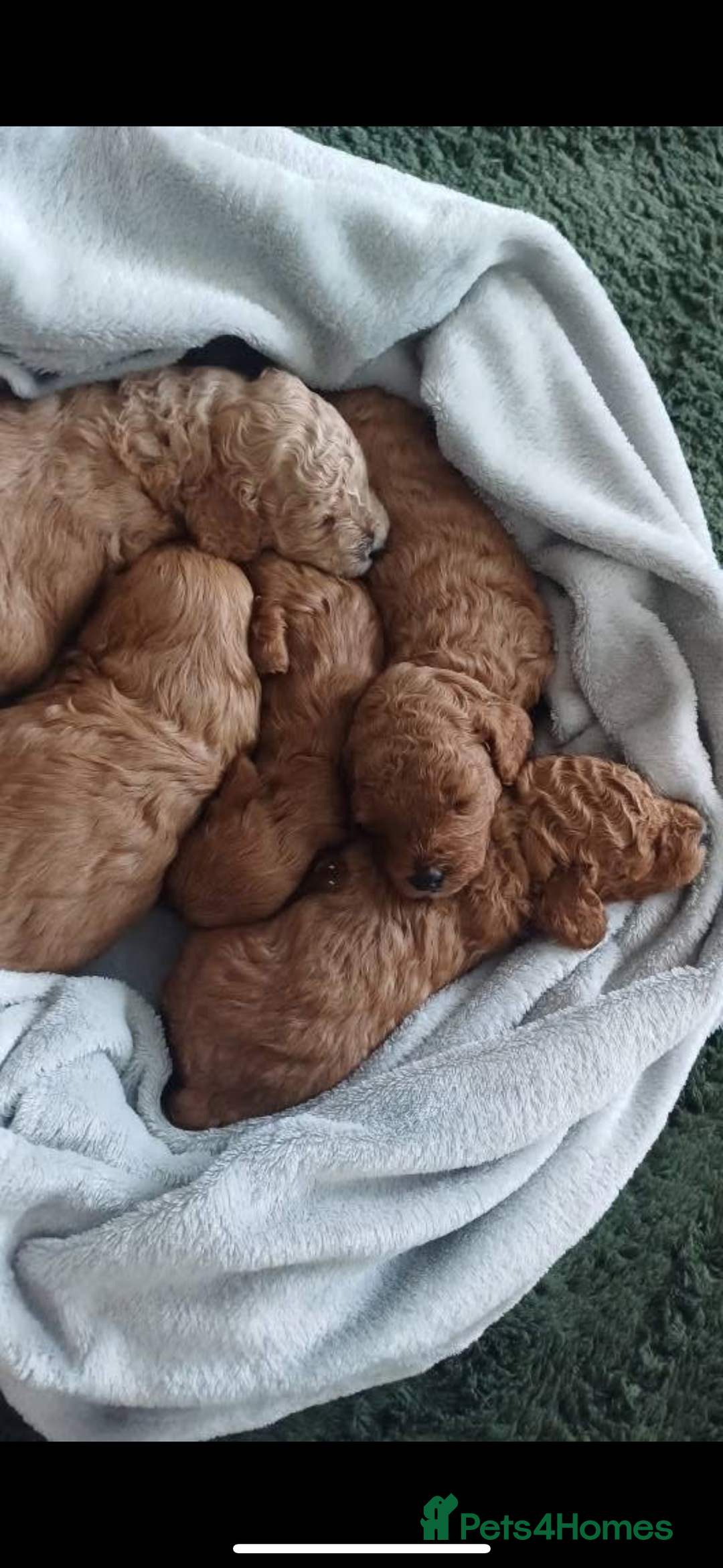 Miniature Poodle dogs for stud:  ⭐️KC PRINCE CHARMING BLUE BOY MINIATURE POODLE⭐️ - Image 28