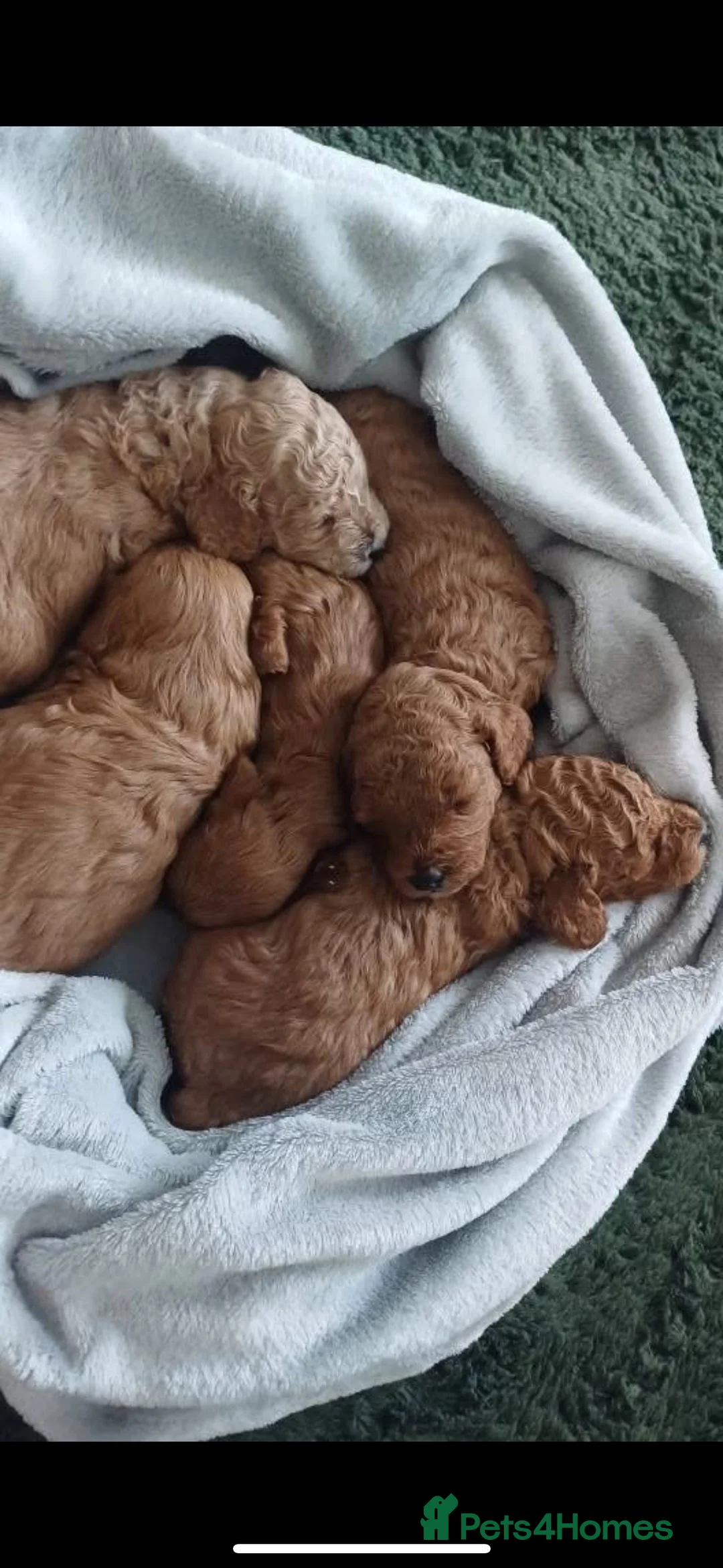 Miniature Poodle dogs for stud:  ⭐️KC PRINCE CHARMING BLUE BOY MINIATURE POODLE⭐️ - Advert 26