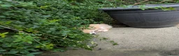 Chihuahua dogs for sale: Superb Longhaired pedigree toy chihuahuas - Advert 5