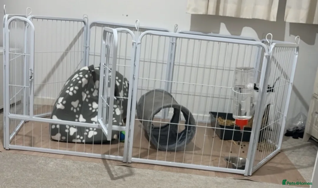 Mixed Breed rabbits for sale: Pair of friendly rabbits  - Advert 6