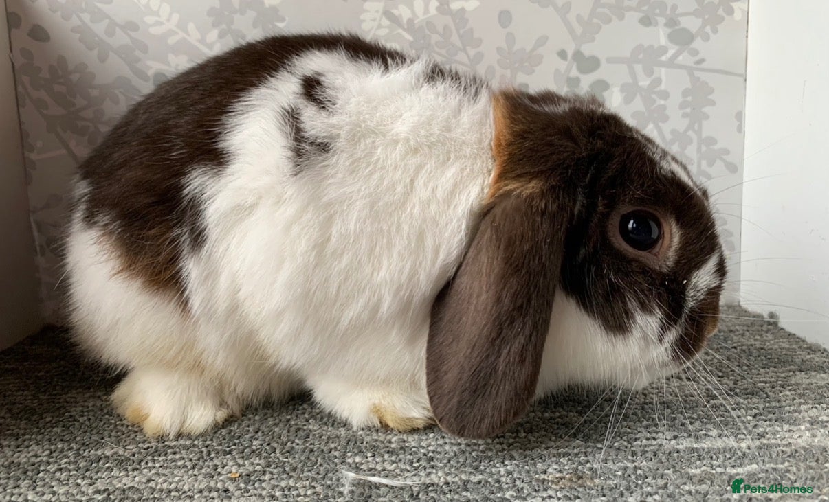 Mini Lop rabbits Mini lop buck  - Advert 1