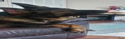German Shepherd dogs for stud: Beautiful male GSD - Advert 2