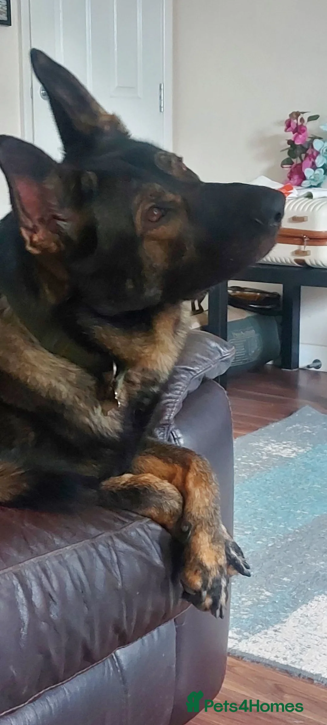 German Shepherd dogs for stud: Beautiful male GSD - Advert 2