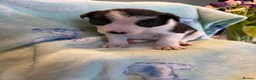 Border Collie dogs for sale: Boarder Collie puppies looking for active homes in Worcester - Advert 11