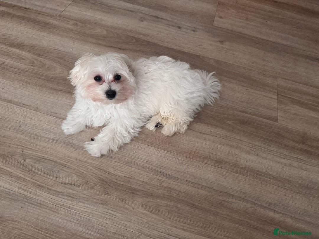 Maltese dogs for sale: Female Maltese pup with everything to get started - Advert 2