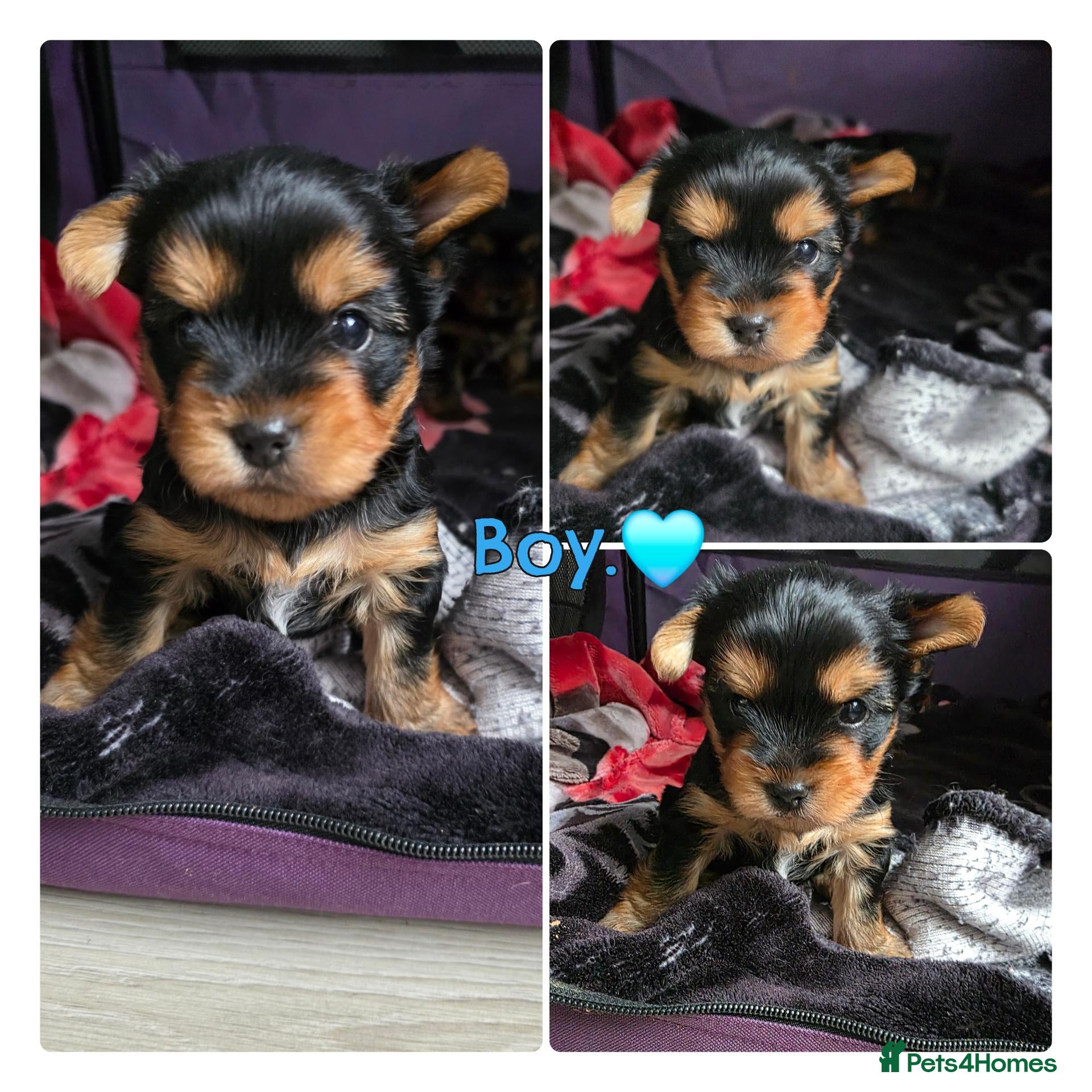 Yorkshire Terrier dogs 💕Yorkshire Terrier puppies.💕1 Boy available 🐶 - Advert 10