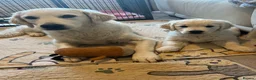 Golden Retriever dogs for sale: Golden Retriever Puppy in Montrose - Advert 2