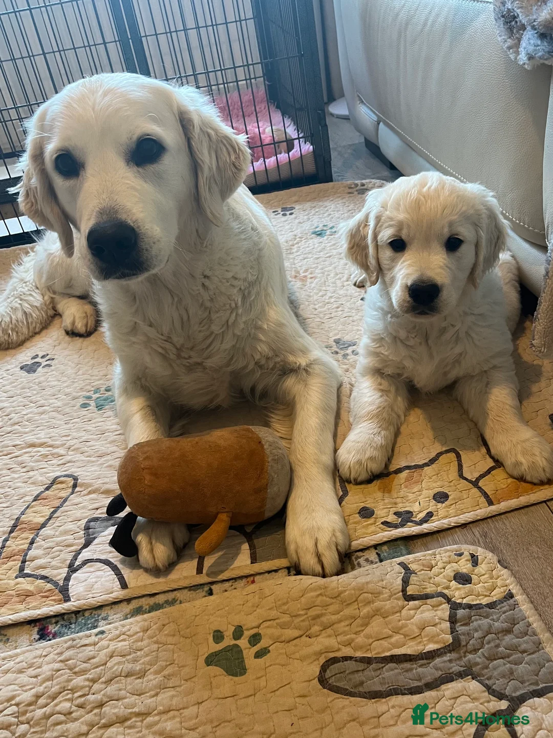 Golden Retriever dogs for sale: Golden Retriever Puppy in Montrose - Advert 2