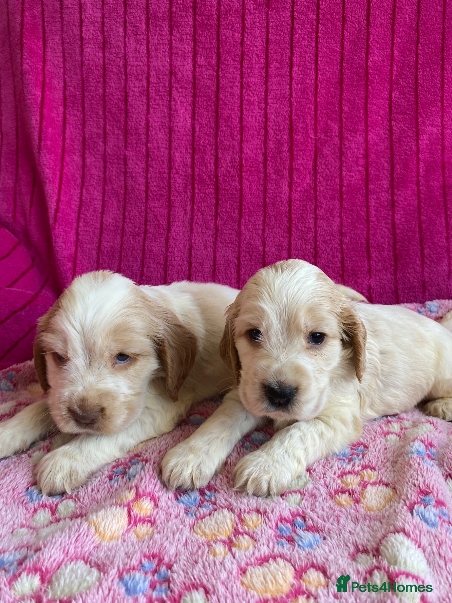 Cocker Spaniel dogs 🐶Show type KC reg vaccinated READY SOON  - Advert 2