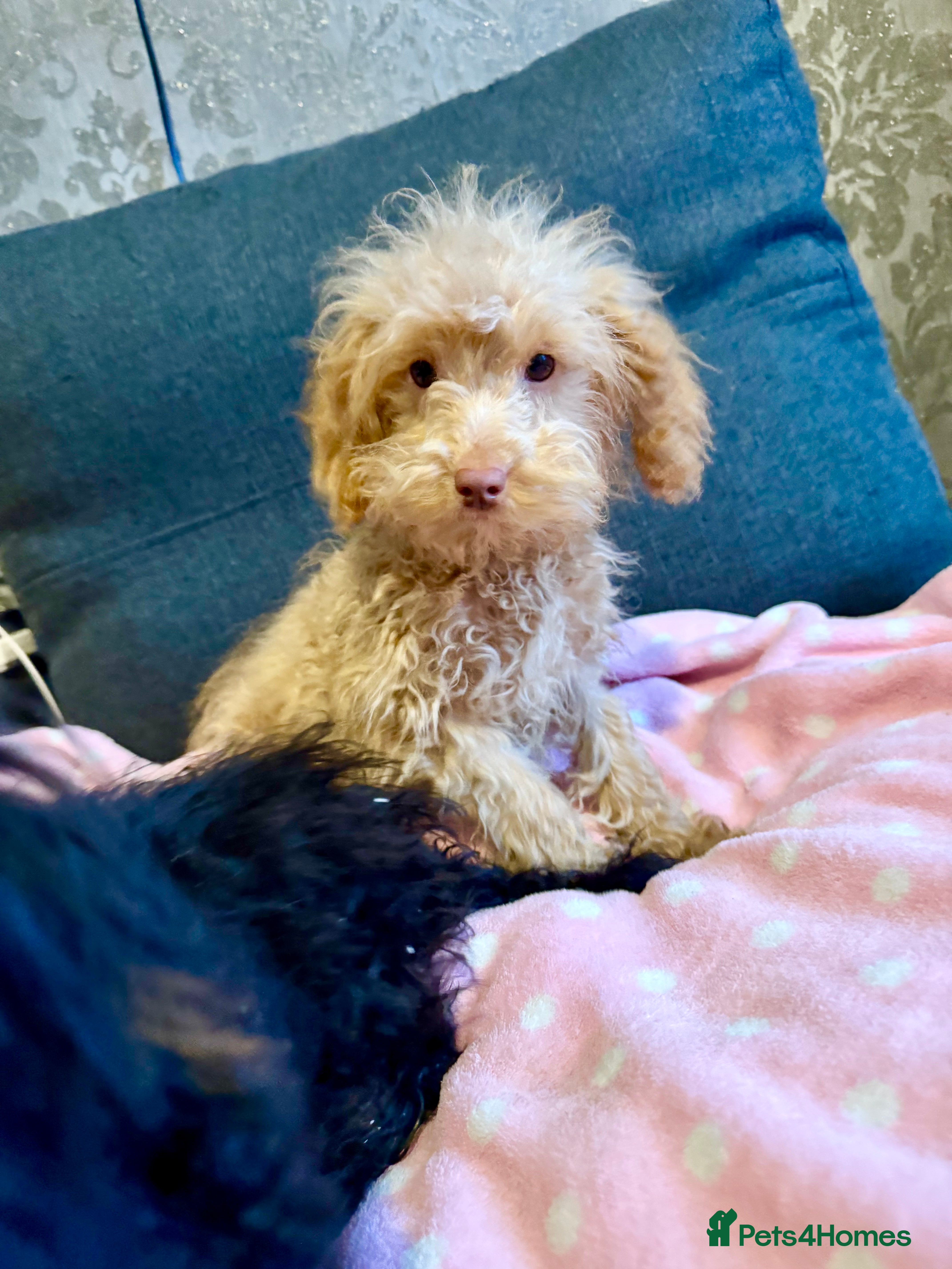 Cockapoo dogs Poodle  - Advert 1