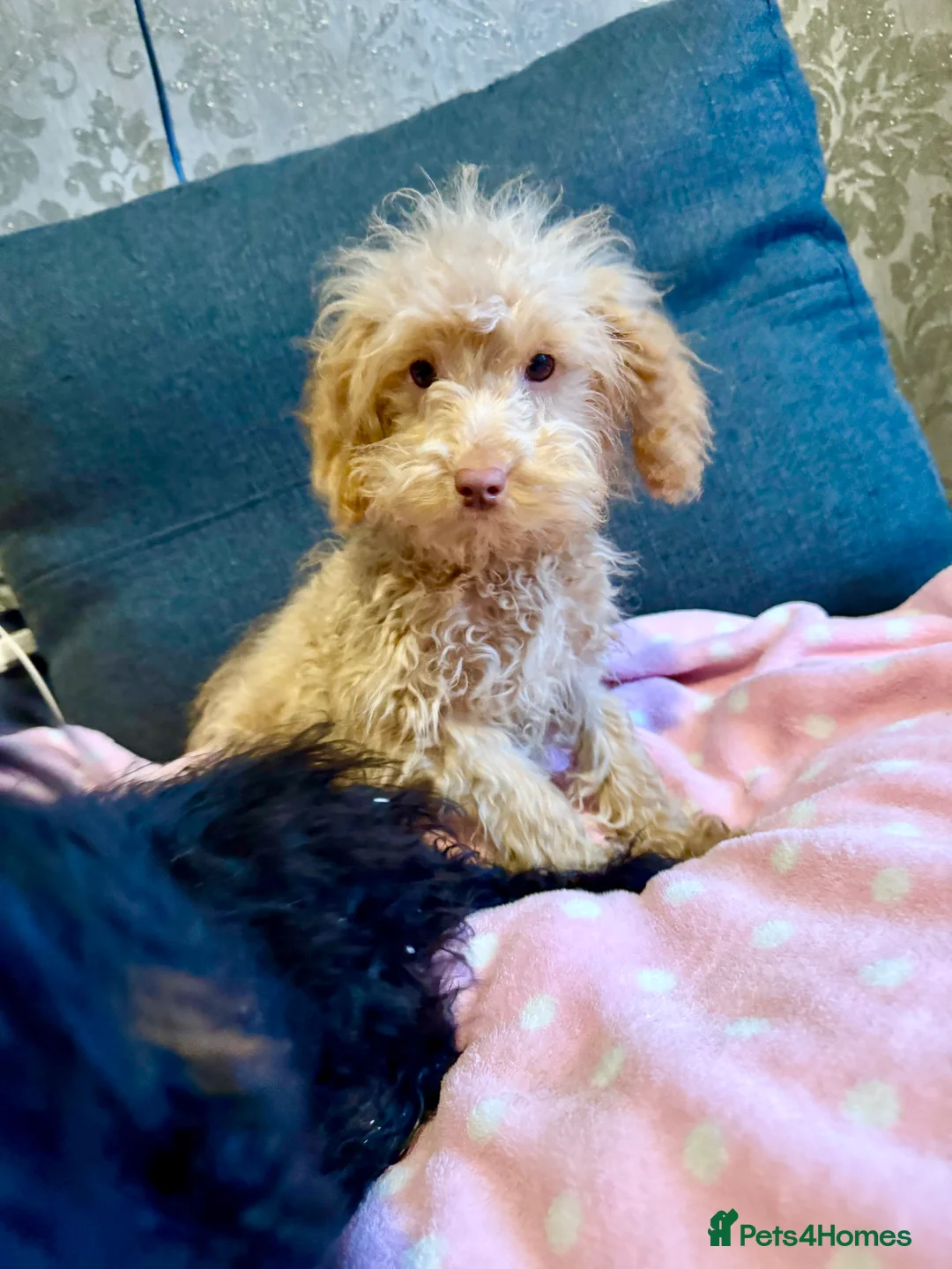 Cockapoo dogs for sale: Poodle  - Advert 1