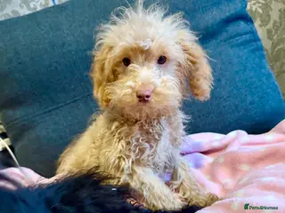 Cockapoo dogs Poodle - Advert 1