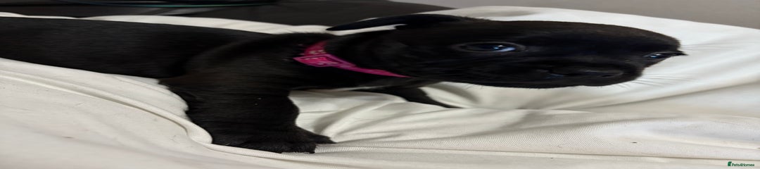 Staffordshire Bull Terrier Puppy 5