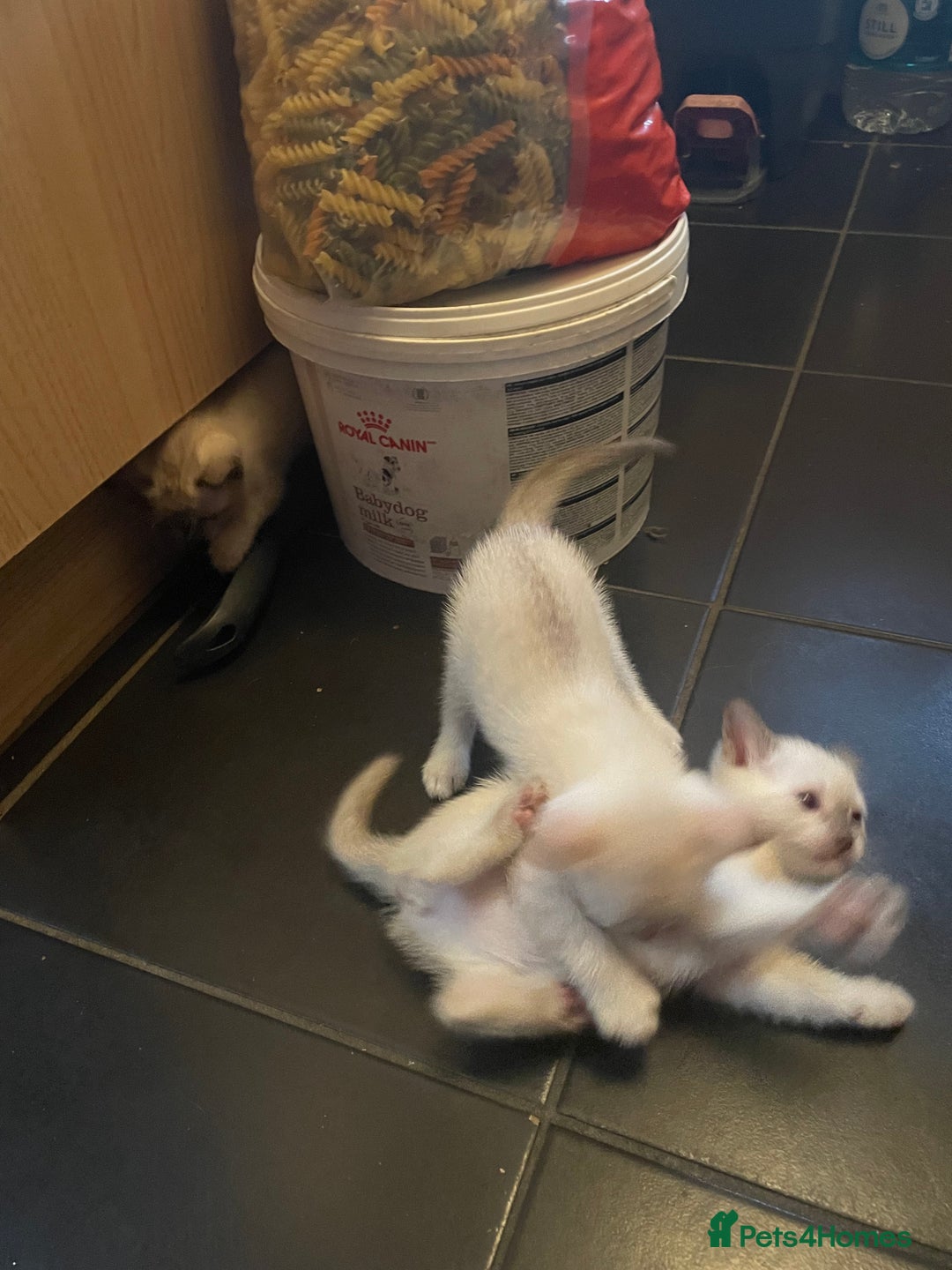 Bengal cats for sale: INTRODUCING 3 ❤️❤️❤️ BEAUTIFUL FELINES  - Image 9