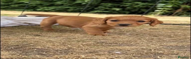 Cocker Spaniel 2