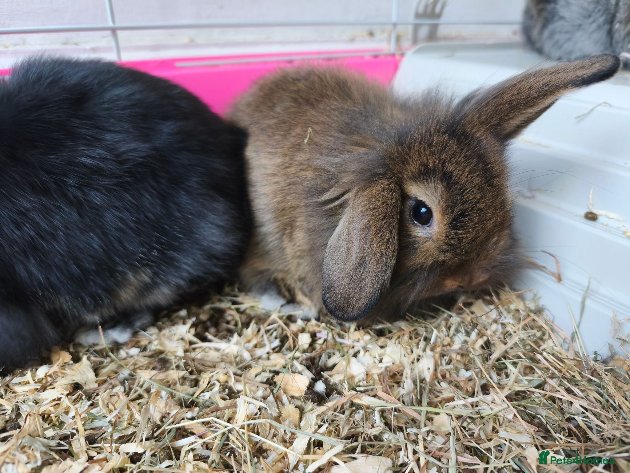 Mini Lop rabbits 2x Adorable Mini Lion Lops 💙💖 - Advert 2