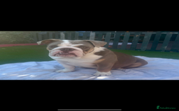 English Bulldog dogs for sale: British bulldogs one male one female  - Image 4
