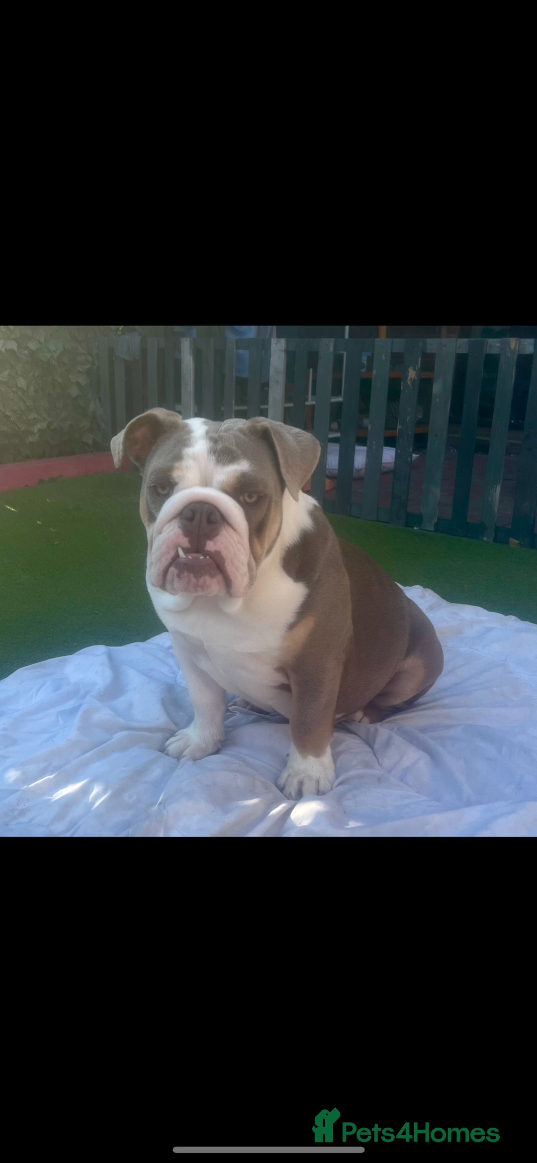 English Bulldog dogs for sale: British bulldogs one male one female  - Image 4