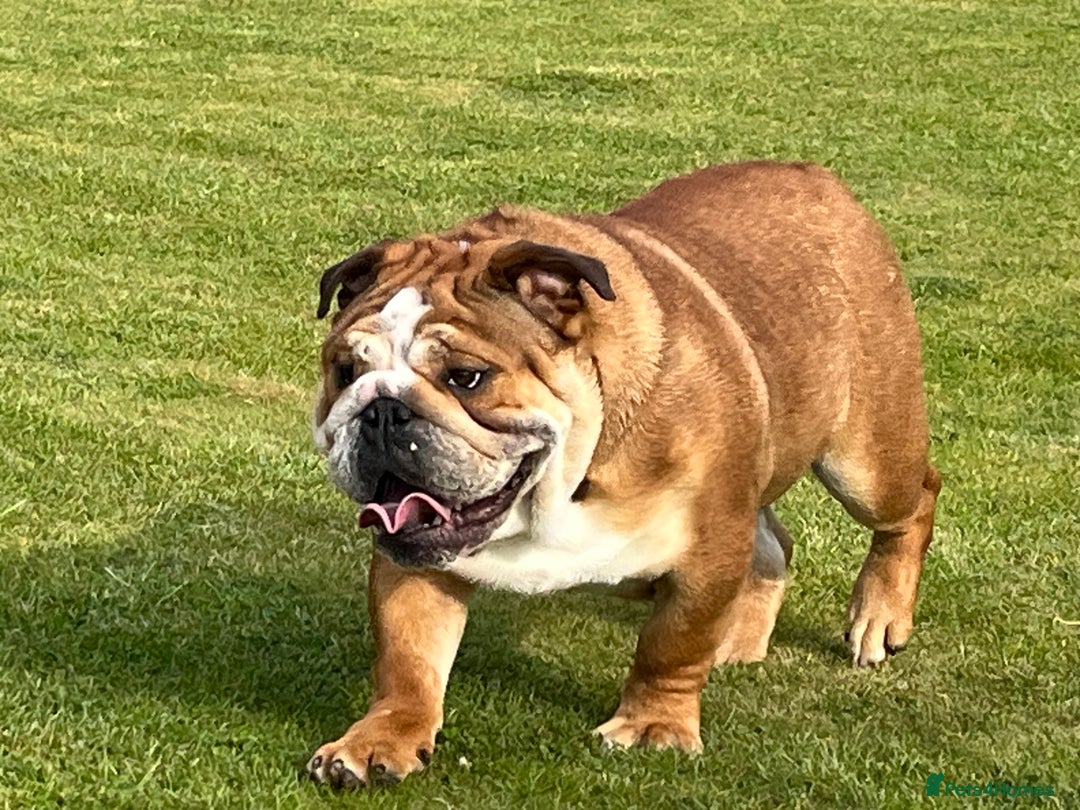 English Bulldog dogs for sale: english bulldog male  - Image 5