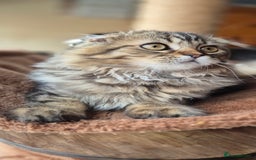 Scottish Fold cats for sale: 2 boys left! TICA registered Scottish Fold - Image 11
