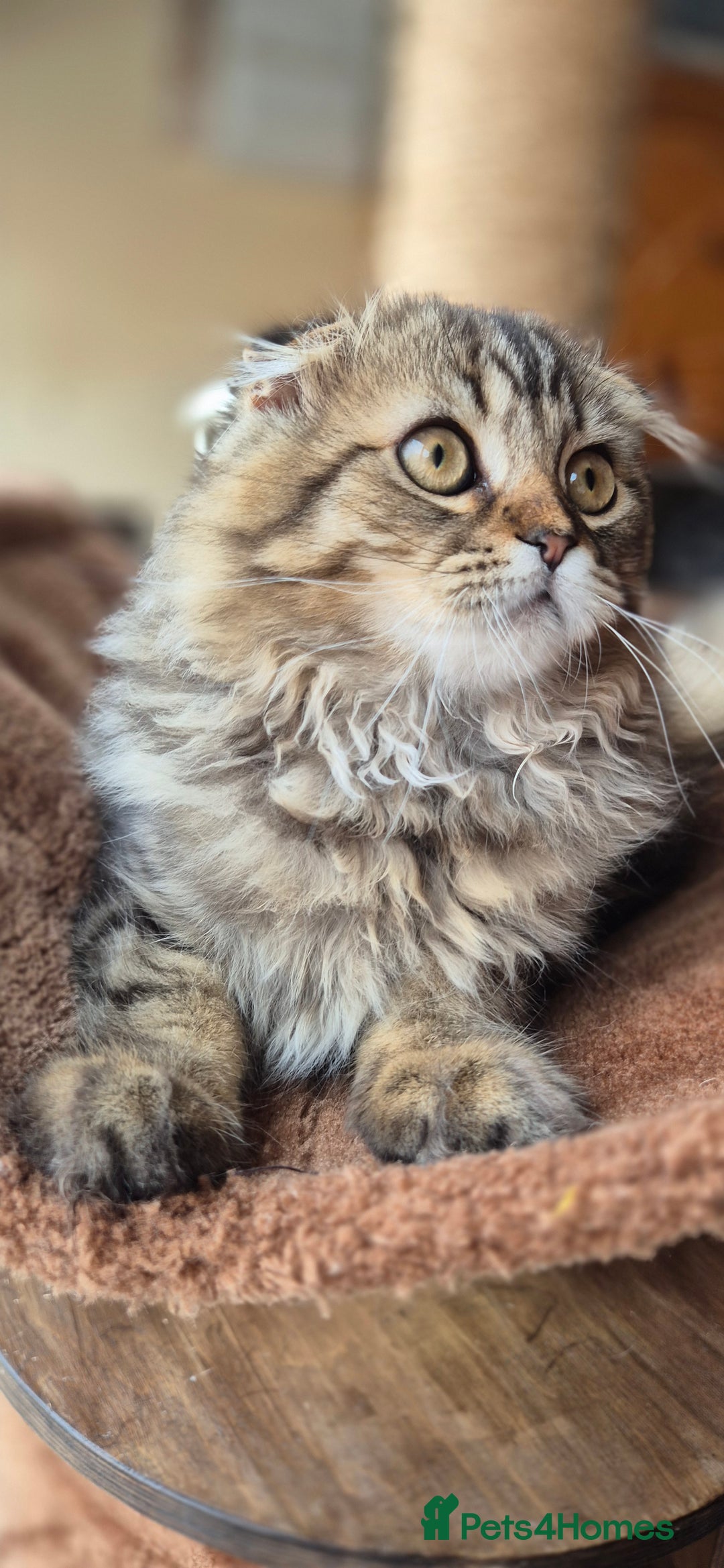 Scottish Fold cats for sale: 2 boys left! TICA registered Scottish Fold - Image 11