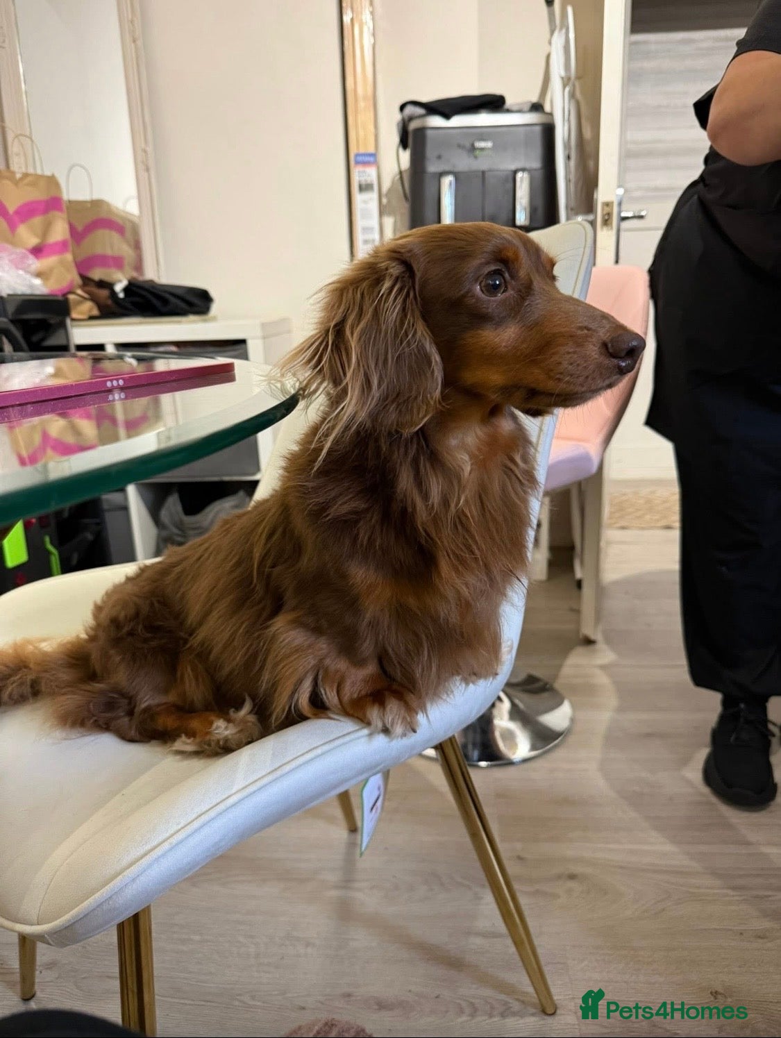 Miniature Dachshund dogs SLINKY (stud) please read below - Advert 1