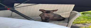 Snoop  1
