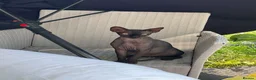 Sphynx cats for sale: Two beautiful Sphynx boys  in Liverpool - Advert 3