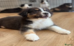 Australian Shepherd dogs for sale: 2 KC registered Australian Shepards remaining! - Image 18