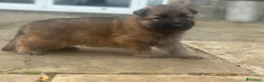 German Shepherd Puppy 1
