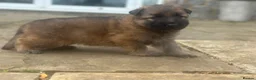 German Shepherd dogs for sale: Stunning German Shepherd puppies for sale  in Templecombe - Advert 18