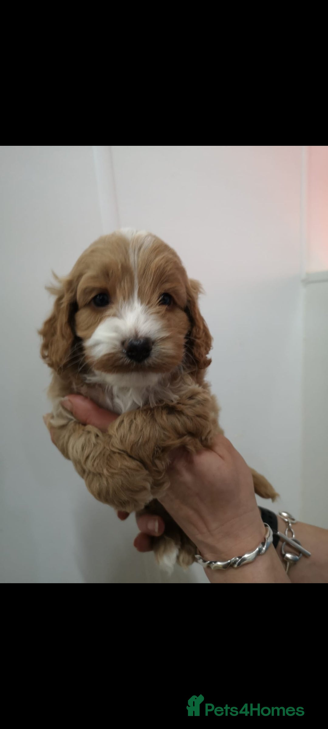 Cockapoo dogs for sale: Amazing F1 Mini Cockapoos  - Advert 16