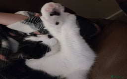 Mixed Breed cats for sale: Hella and Loki - Image 9