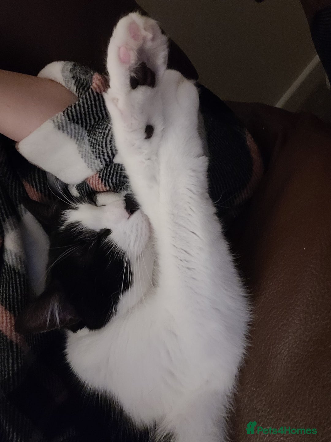 Mixed Breed cats for sale: Hella and Loki - Image 9