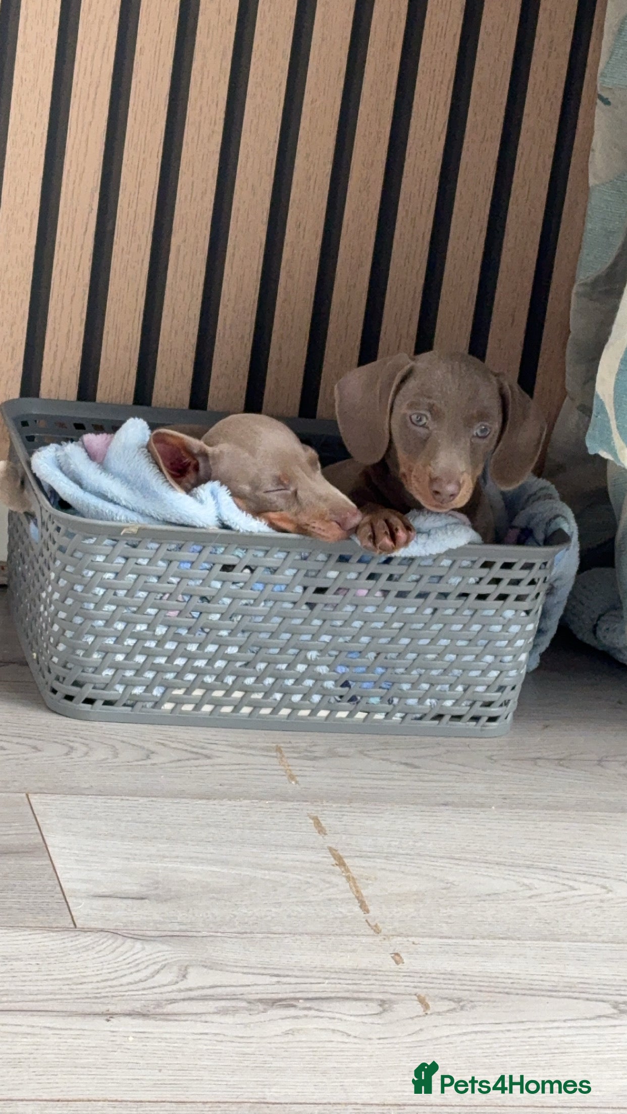 Miniature Dachshund dogs ISABELLA AND TAN MINIATURE DACHSHUND PUPPIES  - Advert 9