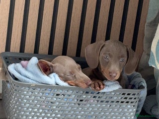 Miniature Dachshund dogs ISABELLA AND TAN MINIATURE DACHSHUND PUPPIES - Advert 15