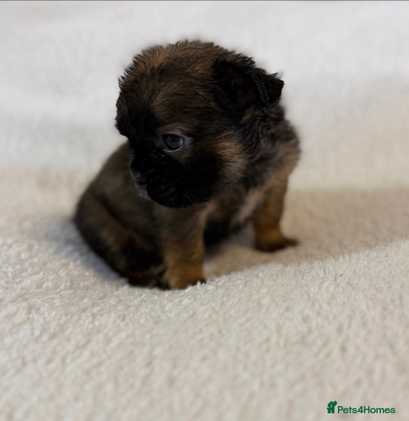 French Bulldog dogs 🦁 10 Full Fluffy French Bulldogs 🦁 - Advert 5